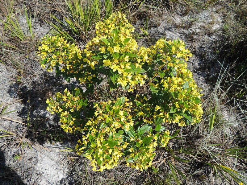 Microlicia flaviflora