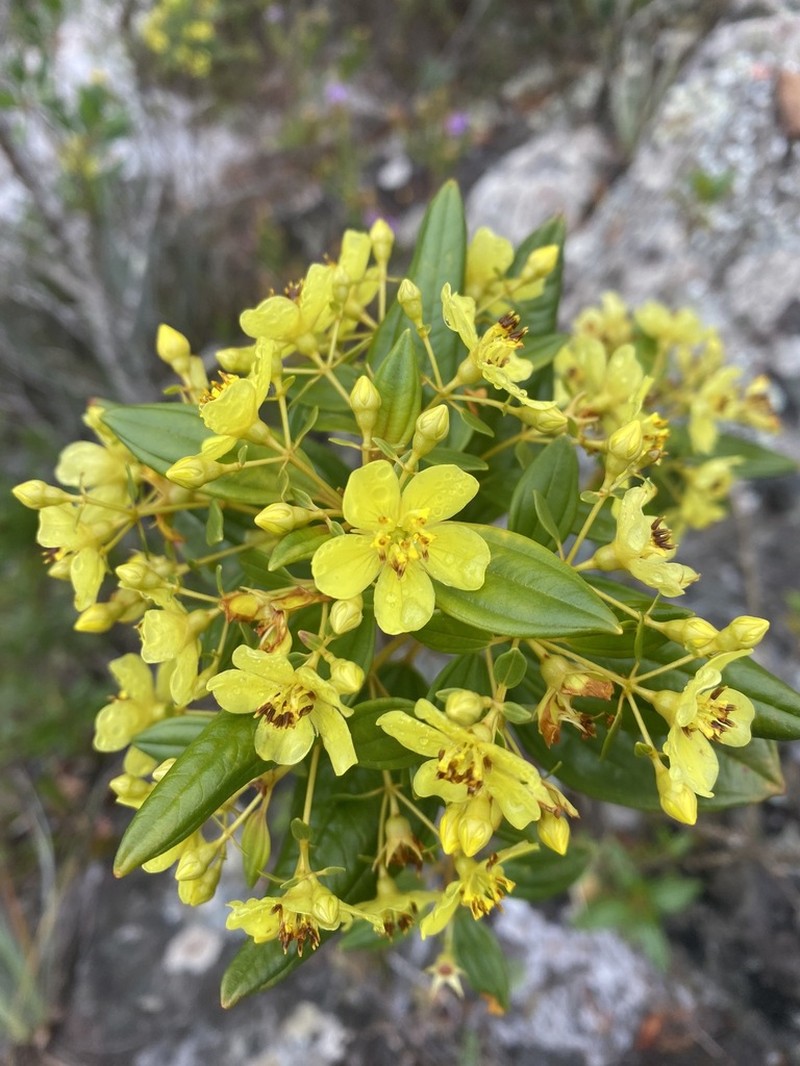 Microlicia flaviflora photo 2