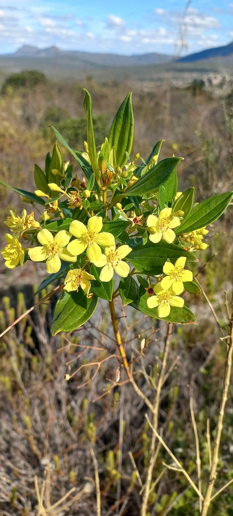 Microlicia flaviflora photo 3