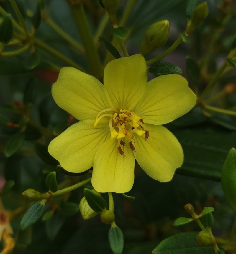 Microlicia flaviflora photo 4