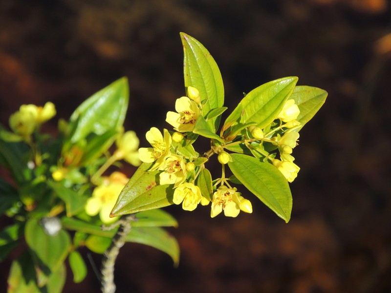 Microlicia flaviflora photo 5