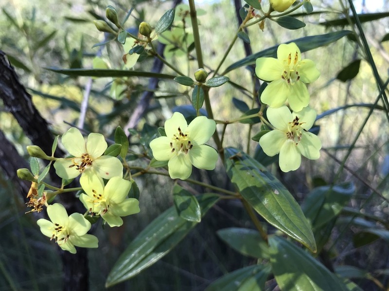 Microlicia flaviflora photo 6