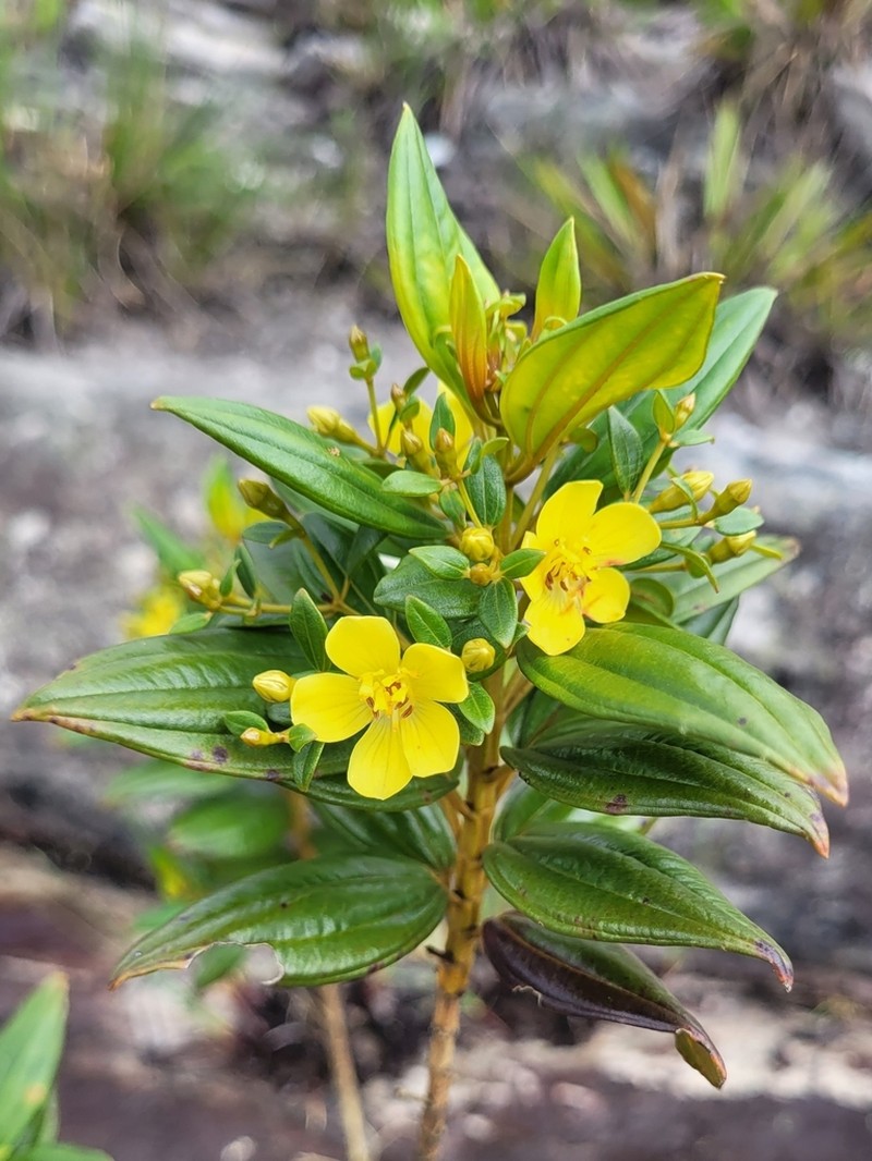 Microlicia flaviflora photo 7