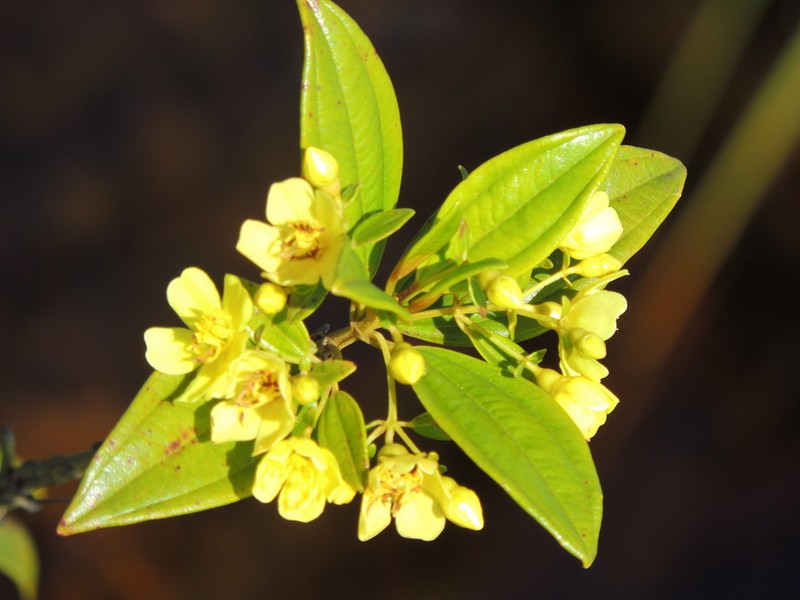 Microlicia flaviflora photo 8