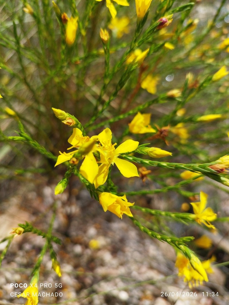 Microlicia flavipetala