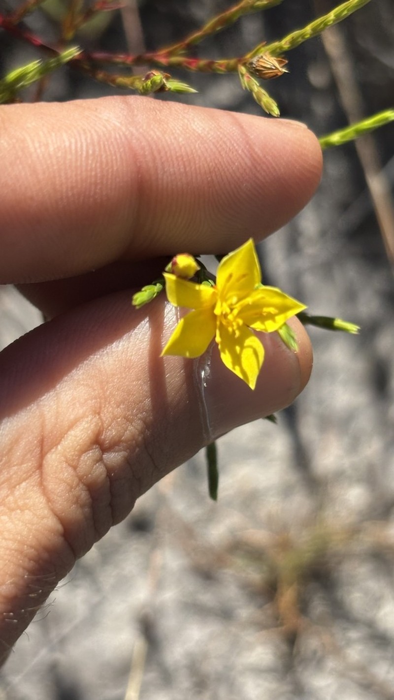 Microlicia flavipetala photo 3