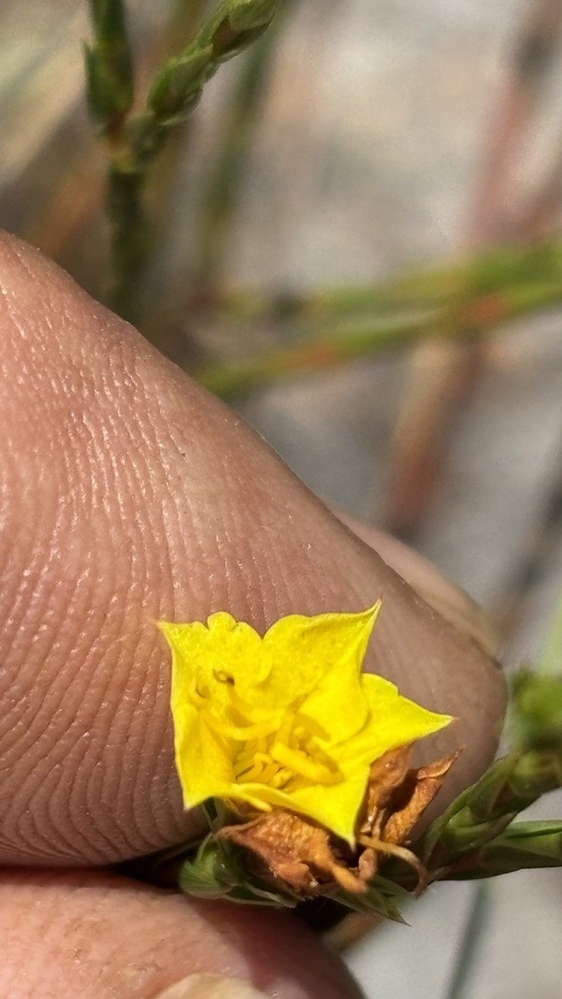 Microlicia flavipetala photo 5