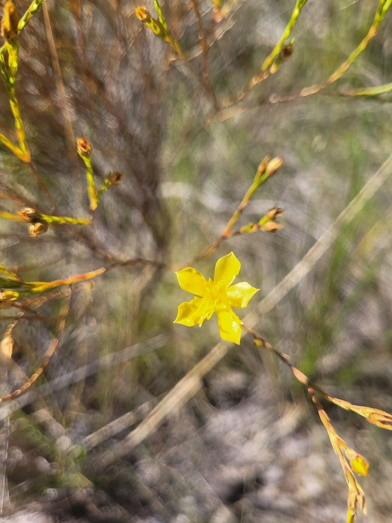 Microlicia flavipetala photo 8