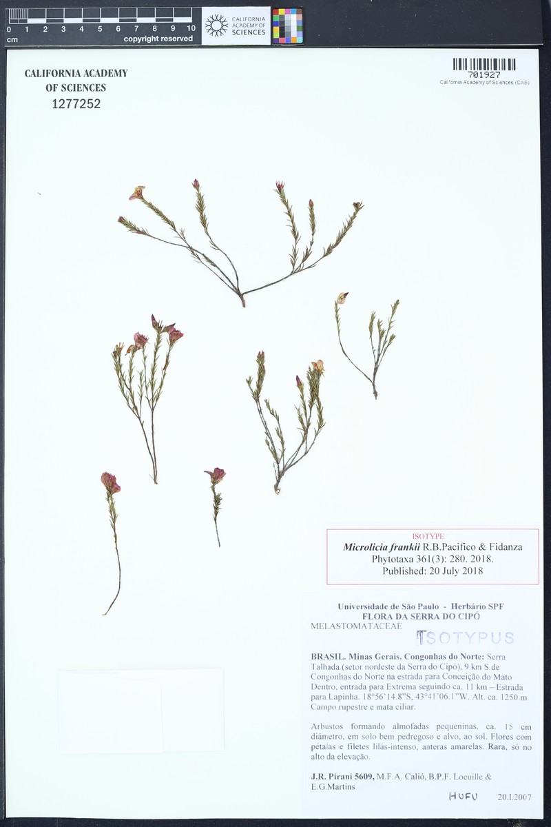 Microlicia frankii
