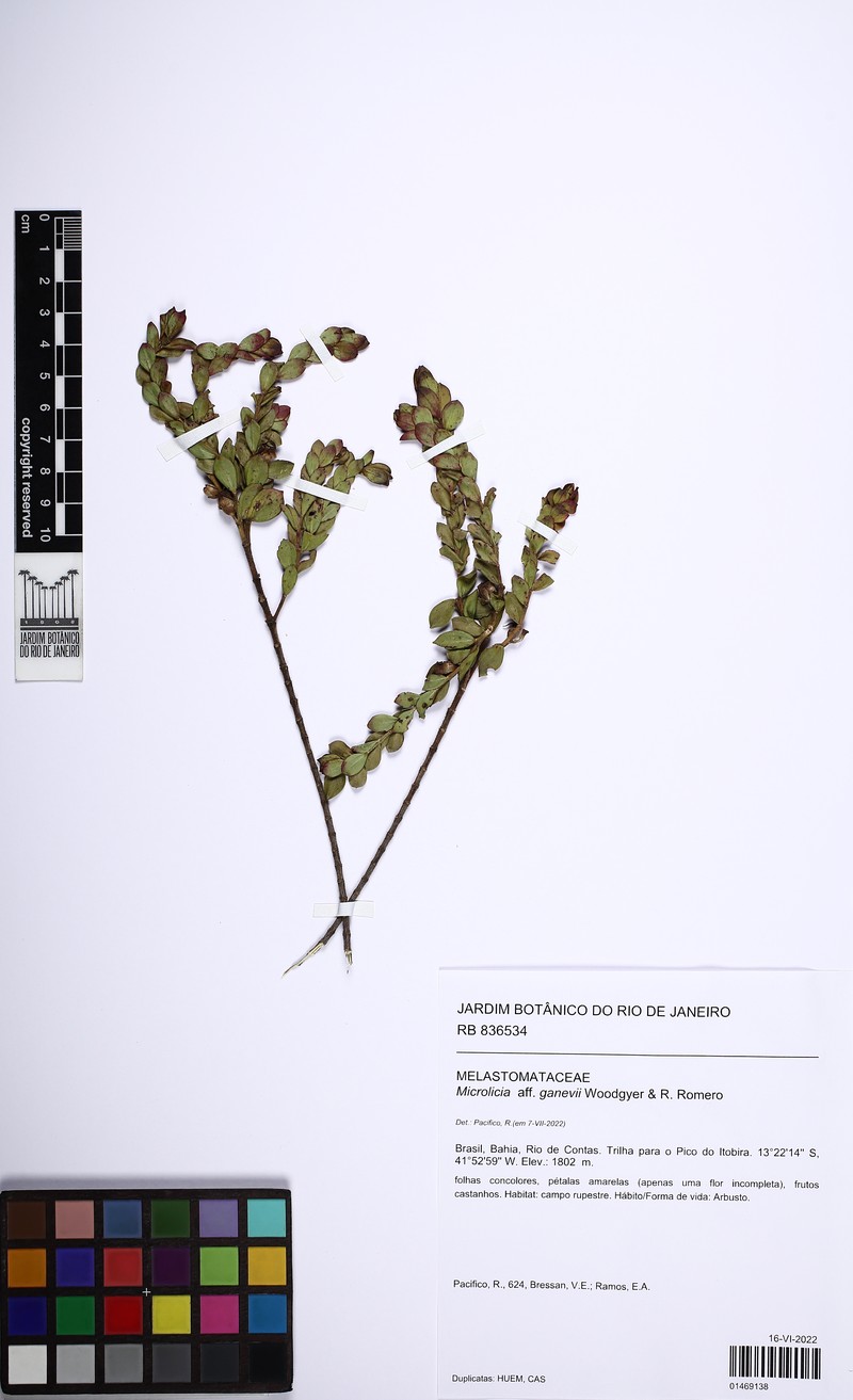 Microlicia ganevii
