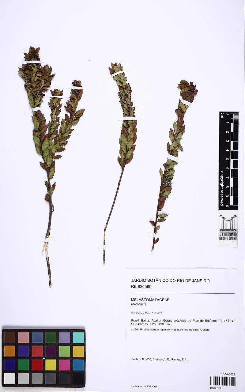 Microlicia ganevii photo 2