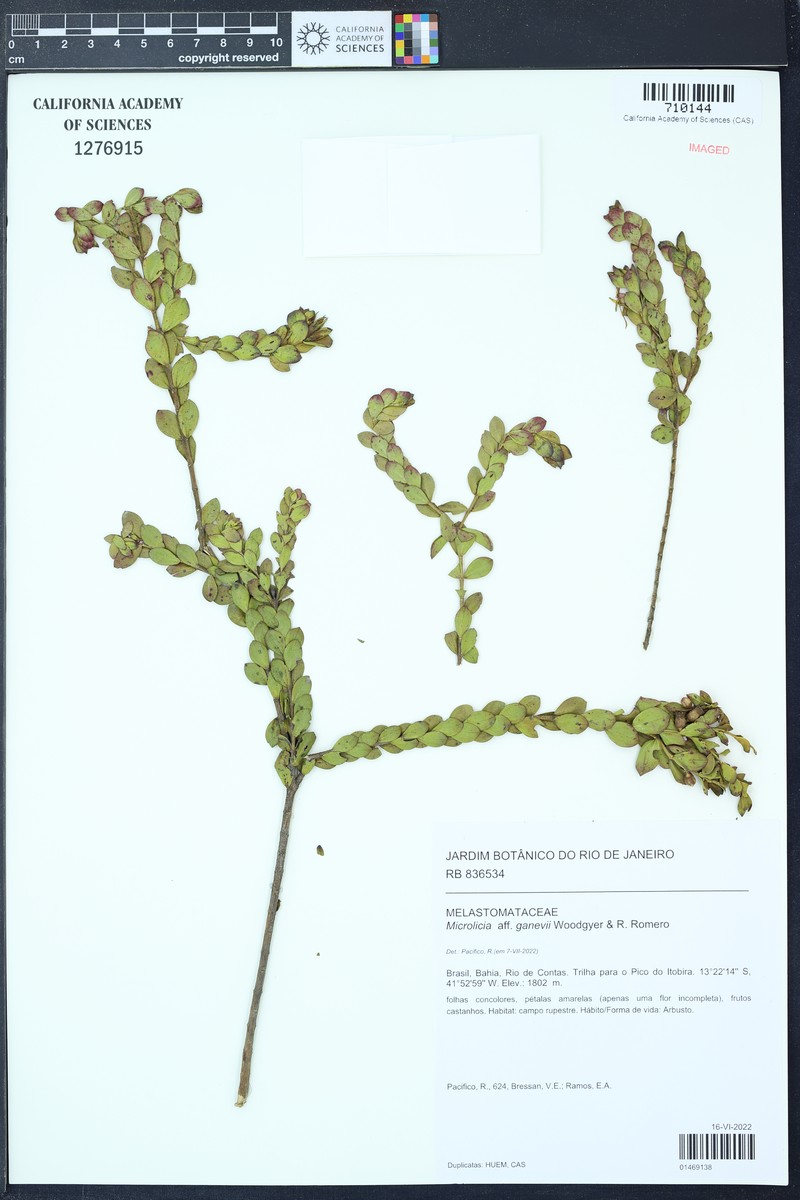 Microlicia ganevii photo 3