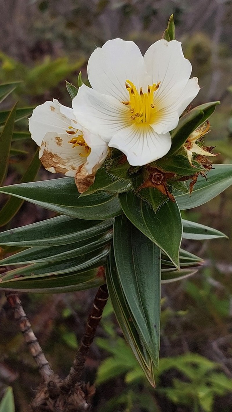 Microlicia gentianoides