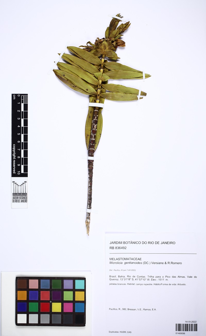 Microlicia gentianoides photo 4