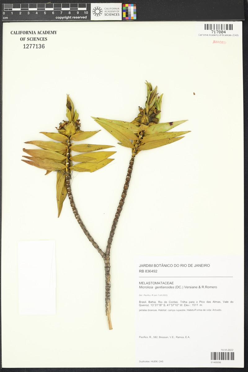 Microlicia gentianoides photo 5