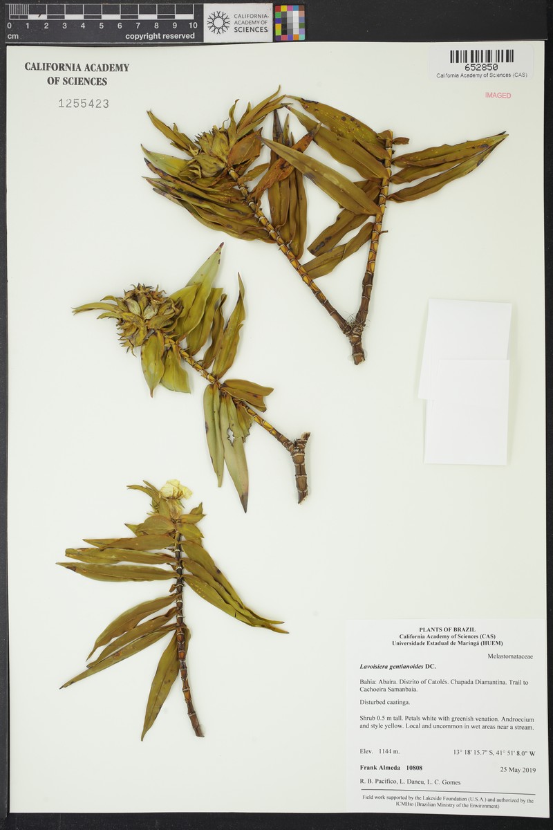 Microlicia gentianoides photo 6