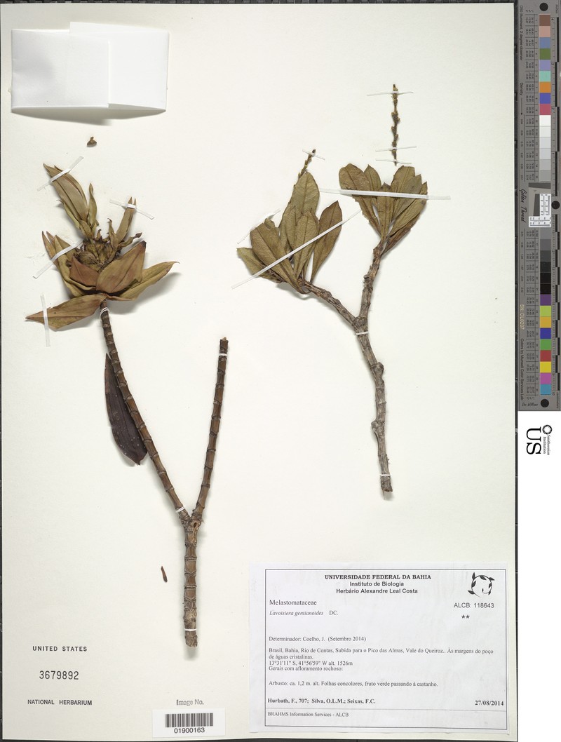 Microlicia gentianoides photo 7