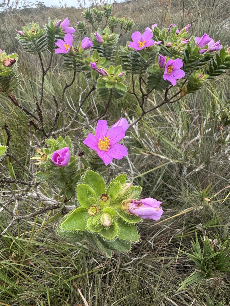Microlicia glandulifolia photo 2