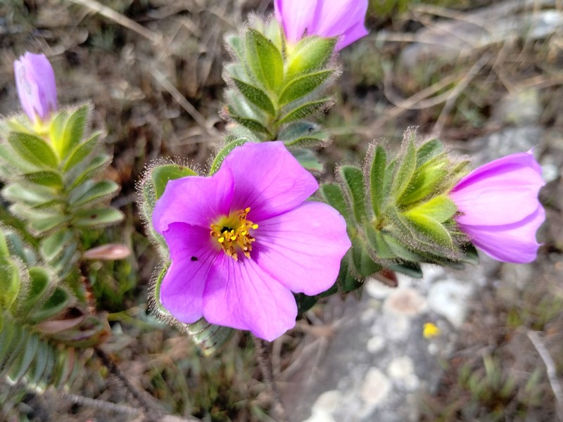 Microlicia glandulifolia photo 3