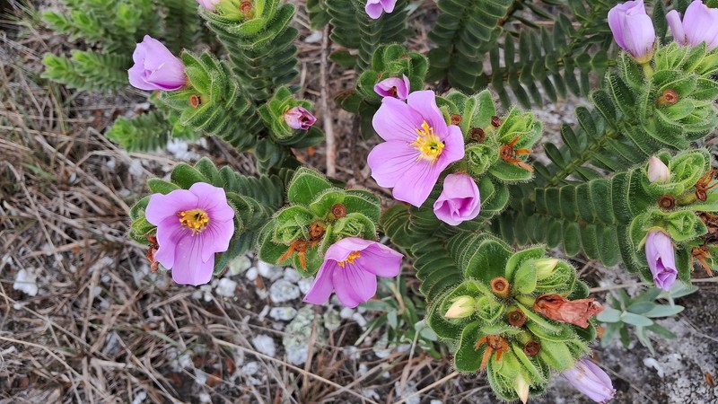Microlicia glandulifolia photo 4