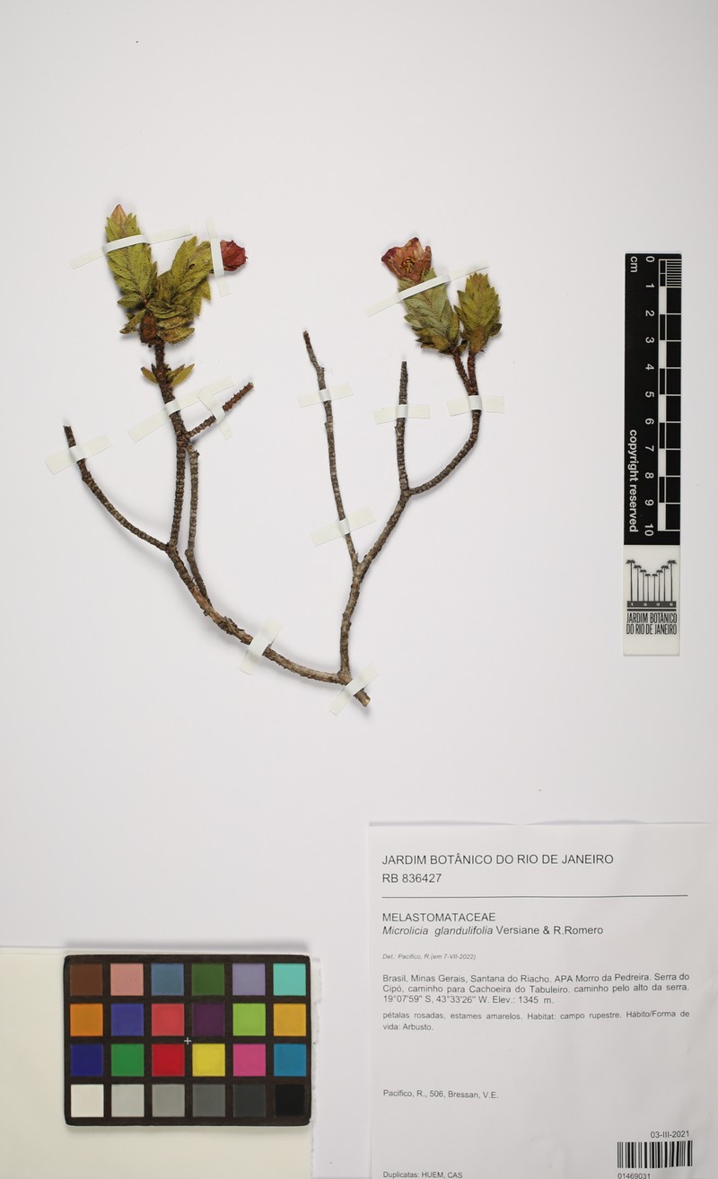 Microlicia glandulifolia photo 5