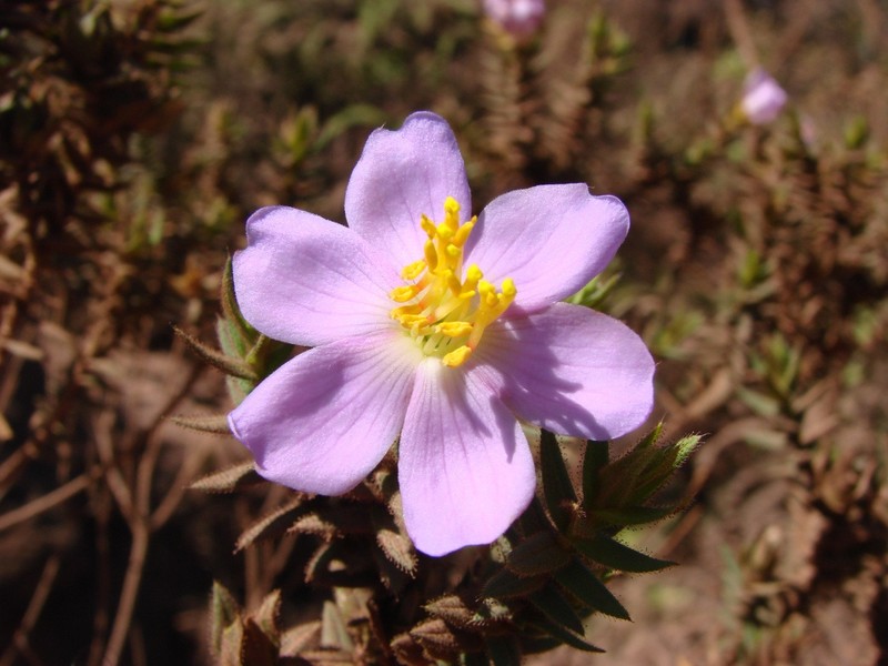 Microlicia glandulifolia