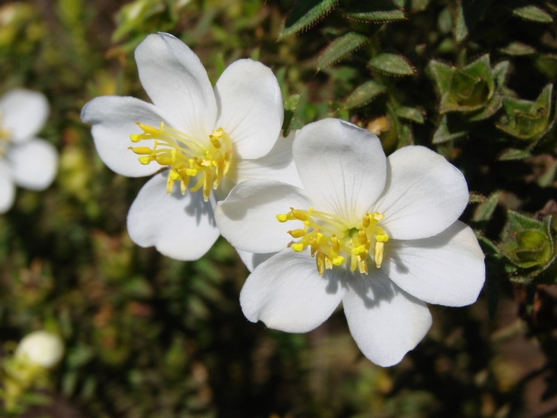 Microlicia glandulifolia photo 6