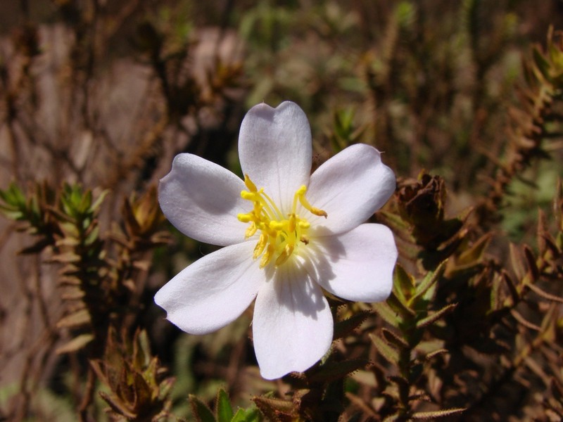 Microlicia glandulifolia photo 7