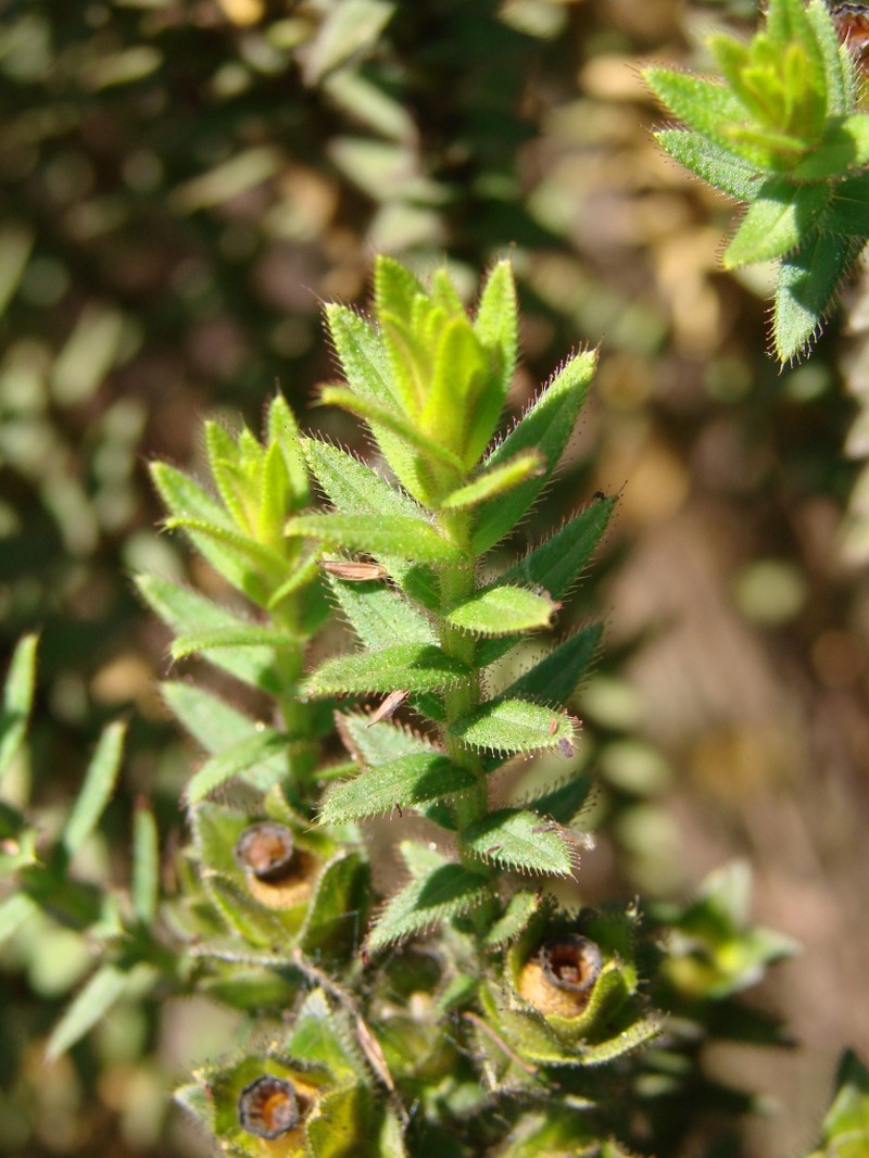 Microlicia glandulifolia photo 8