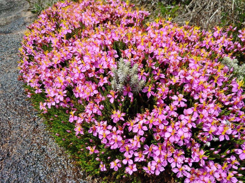 Microlicia glaziovii