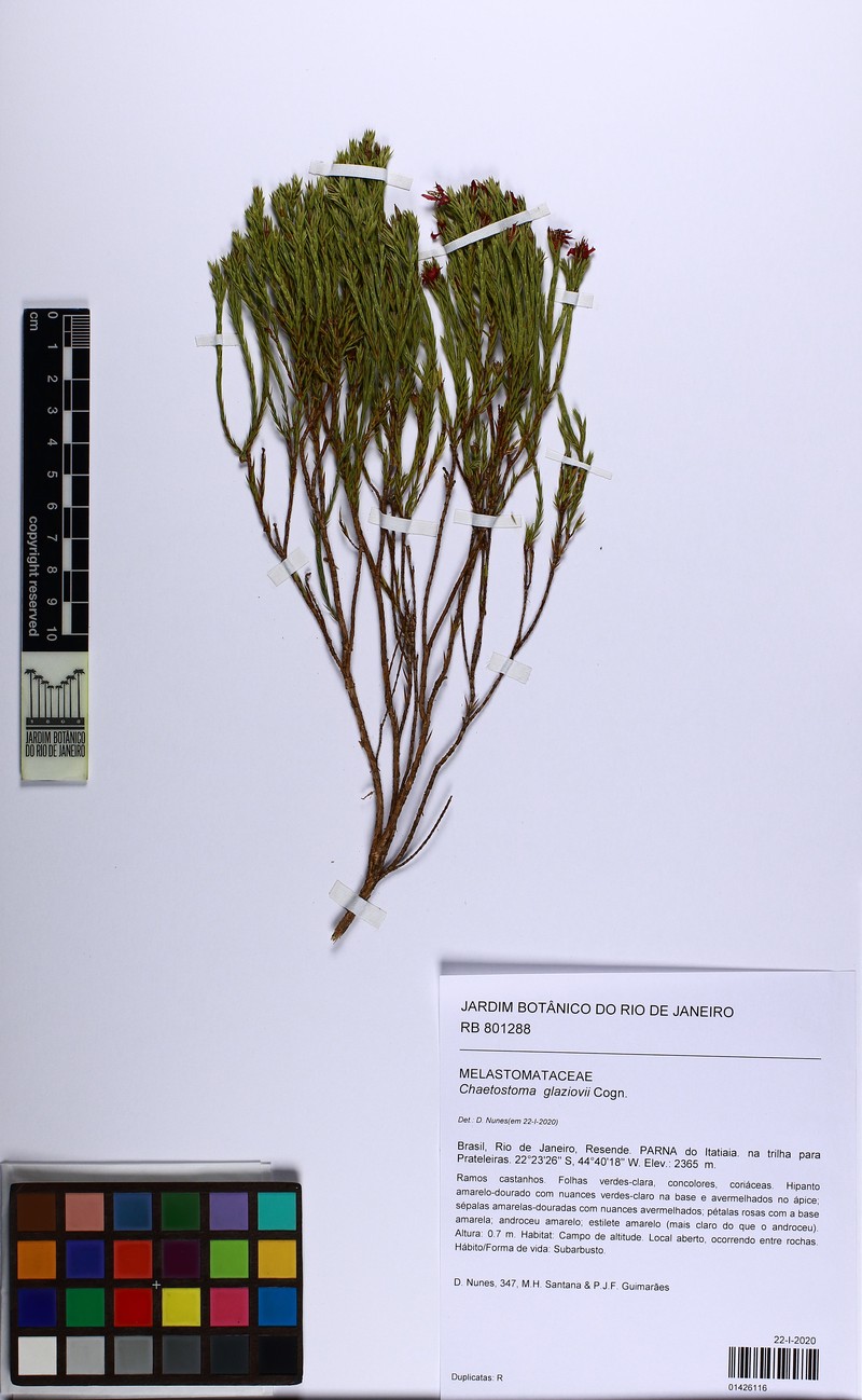 Microlicia glaziovii photo 3