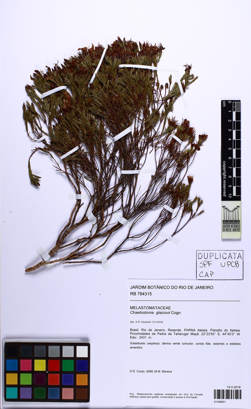 Microlicia glaziovii photo 4