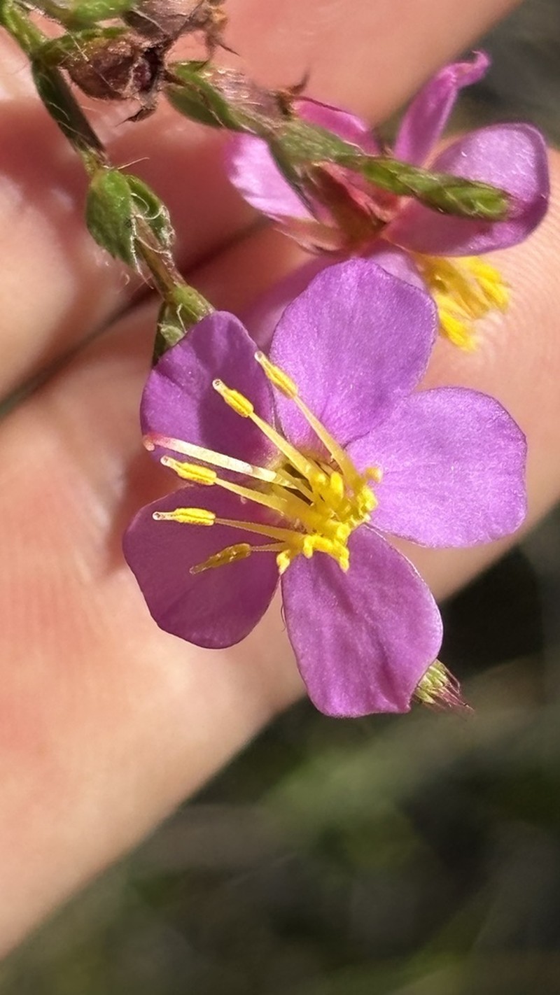 Microlicia gracilis photo 2