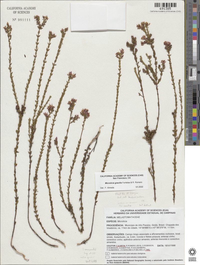 Microlicia gracilis photo 4