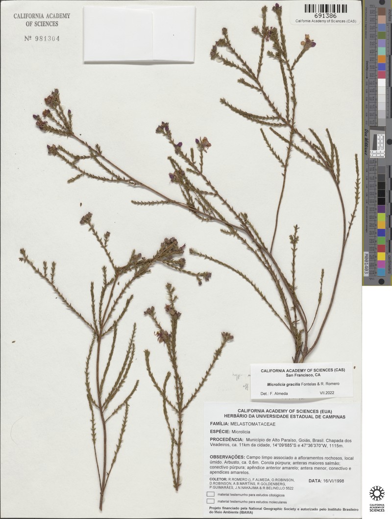 Microlicia gracilis photo 5