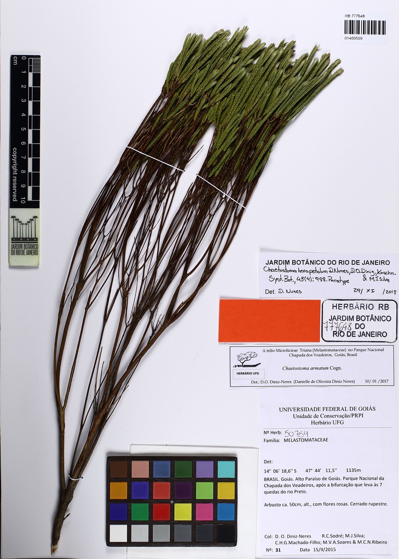Microlicia hexapetala