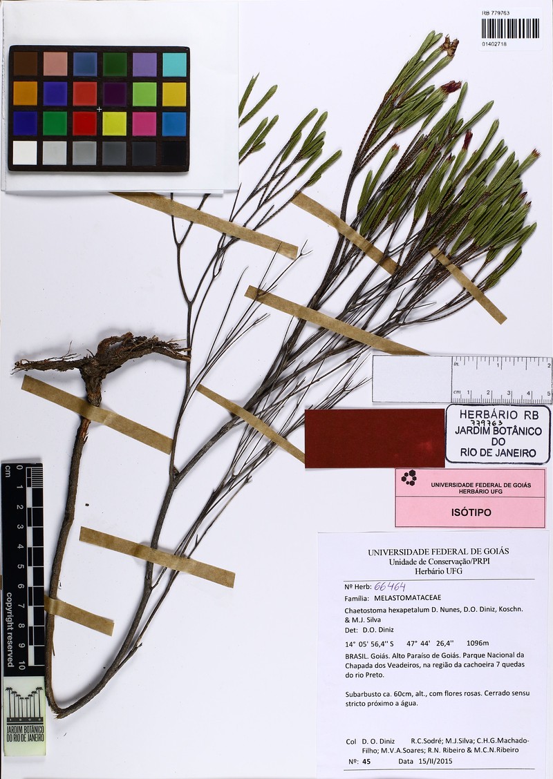 Microlicia hexapetala photo 3