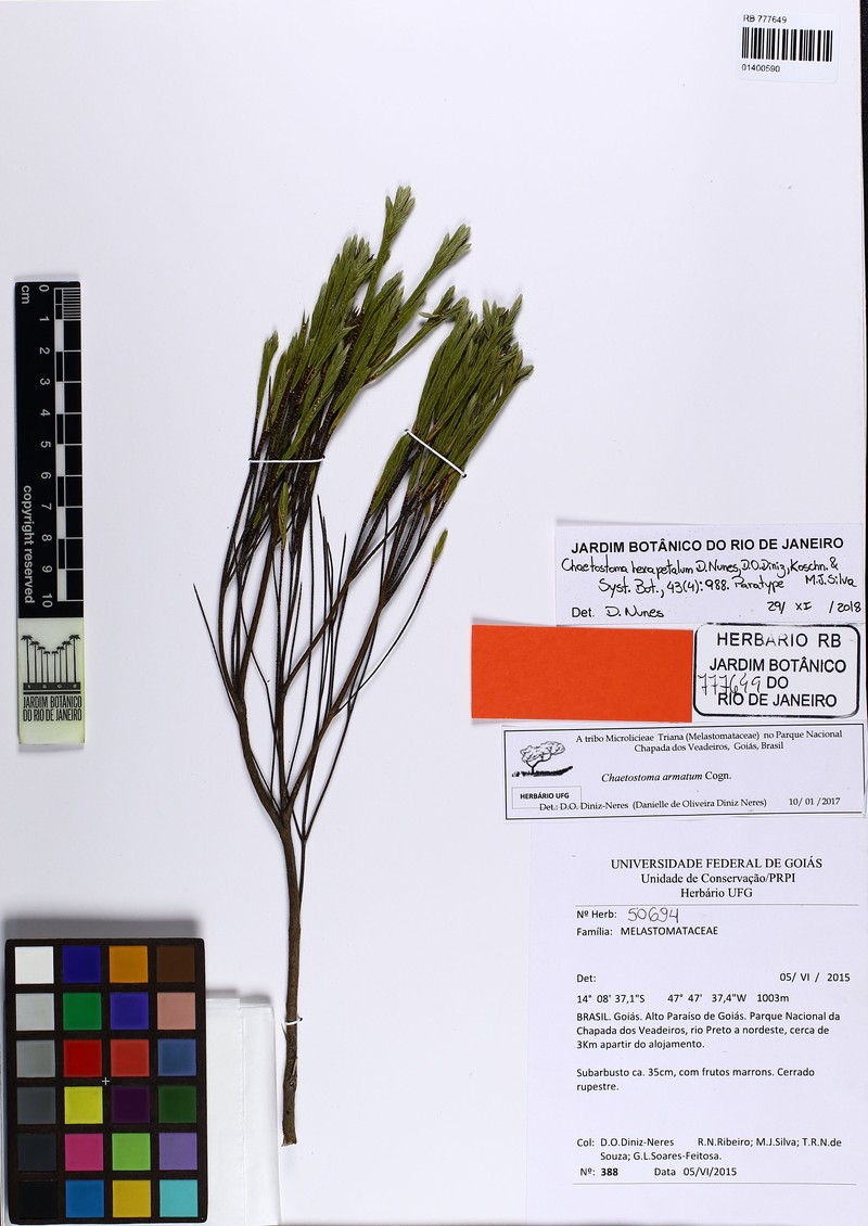 Microlicia hexapetala photo 4