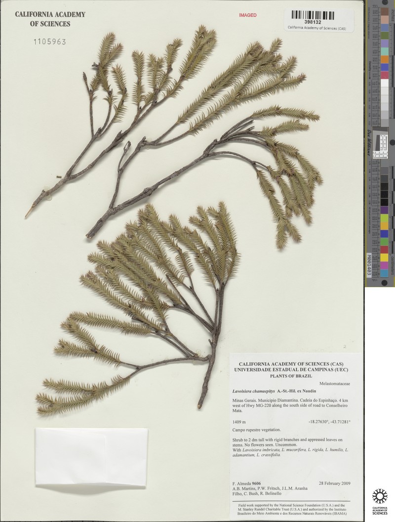 Microlicia hilairei