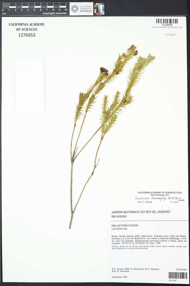 Microlicia hilairei photo 2