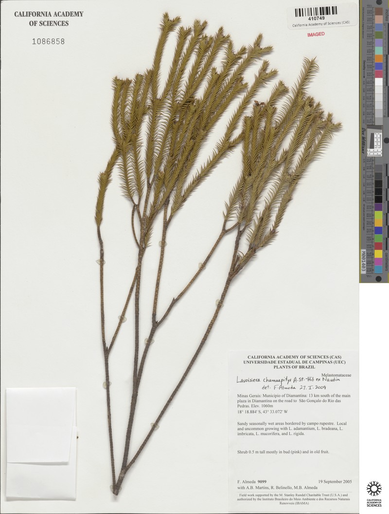 Microlicia hilairei photo 3