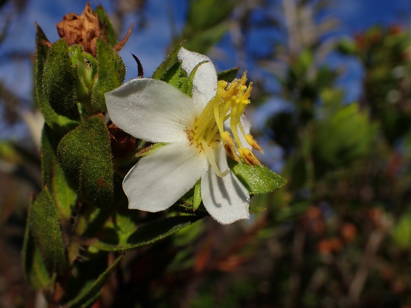 Microlicia hirta photo 2