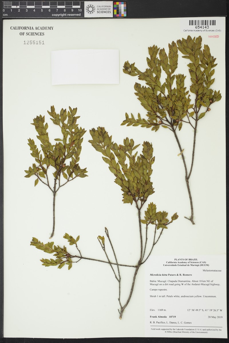 Microlicia hirta photo 3