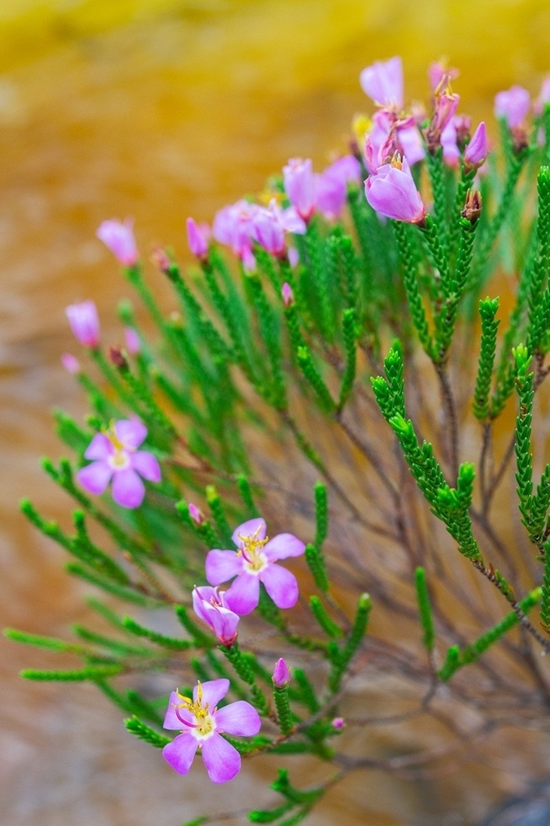 Microlicia inermis