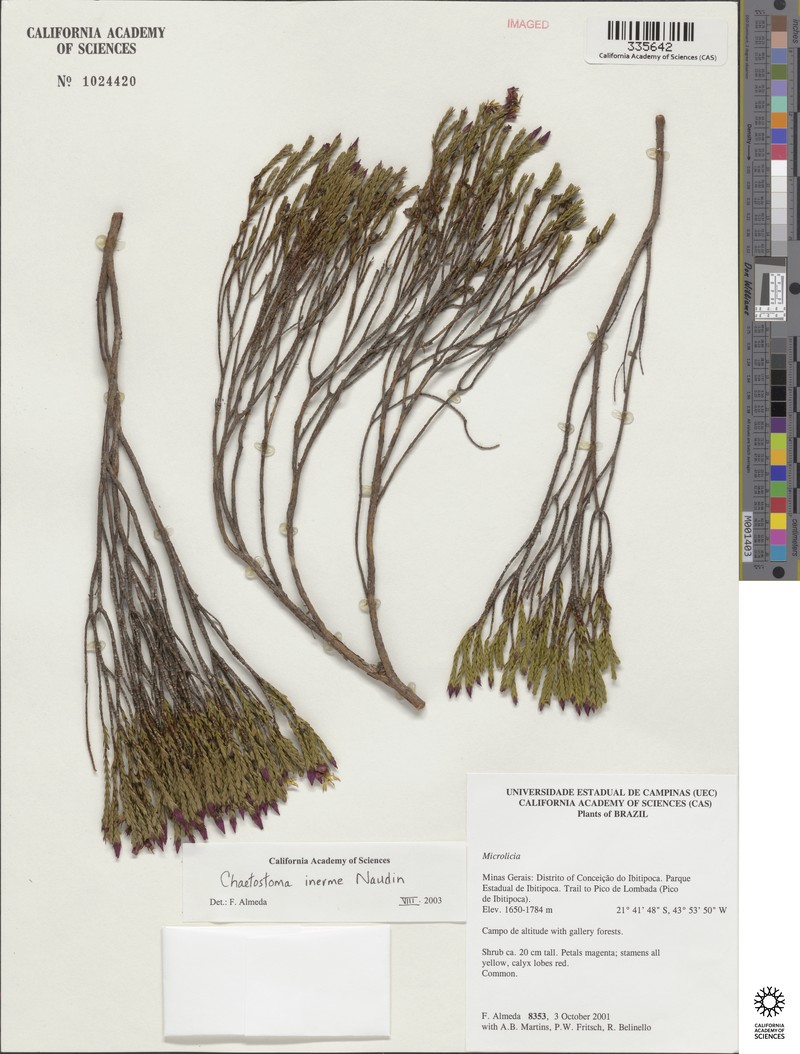 Microlicia inermis photo 2
