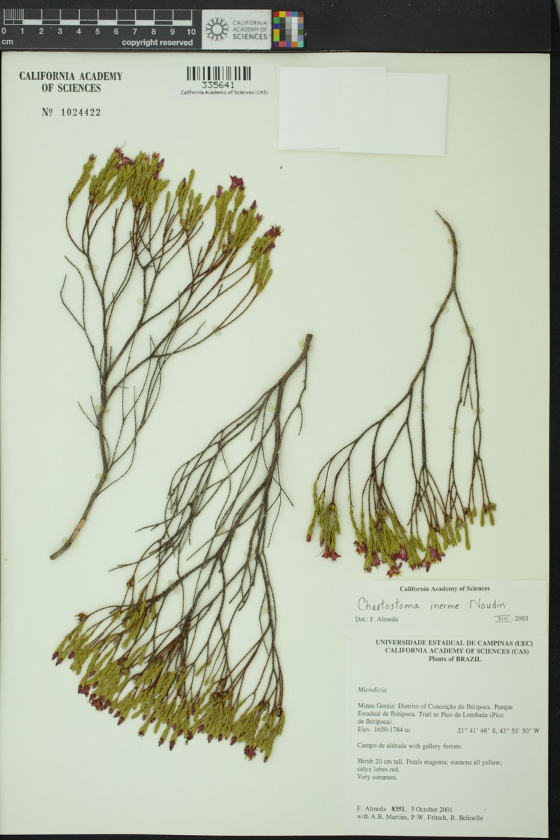 Microlicia inermis photo 3