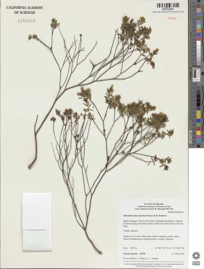 Microlicia intercalycina