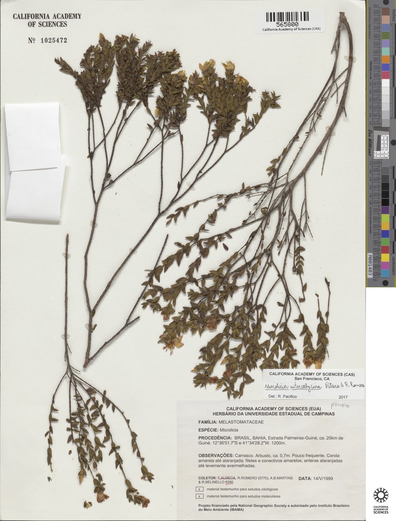 Microlicia intercalycina photo 2