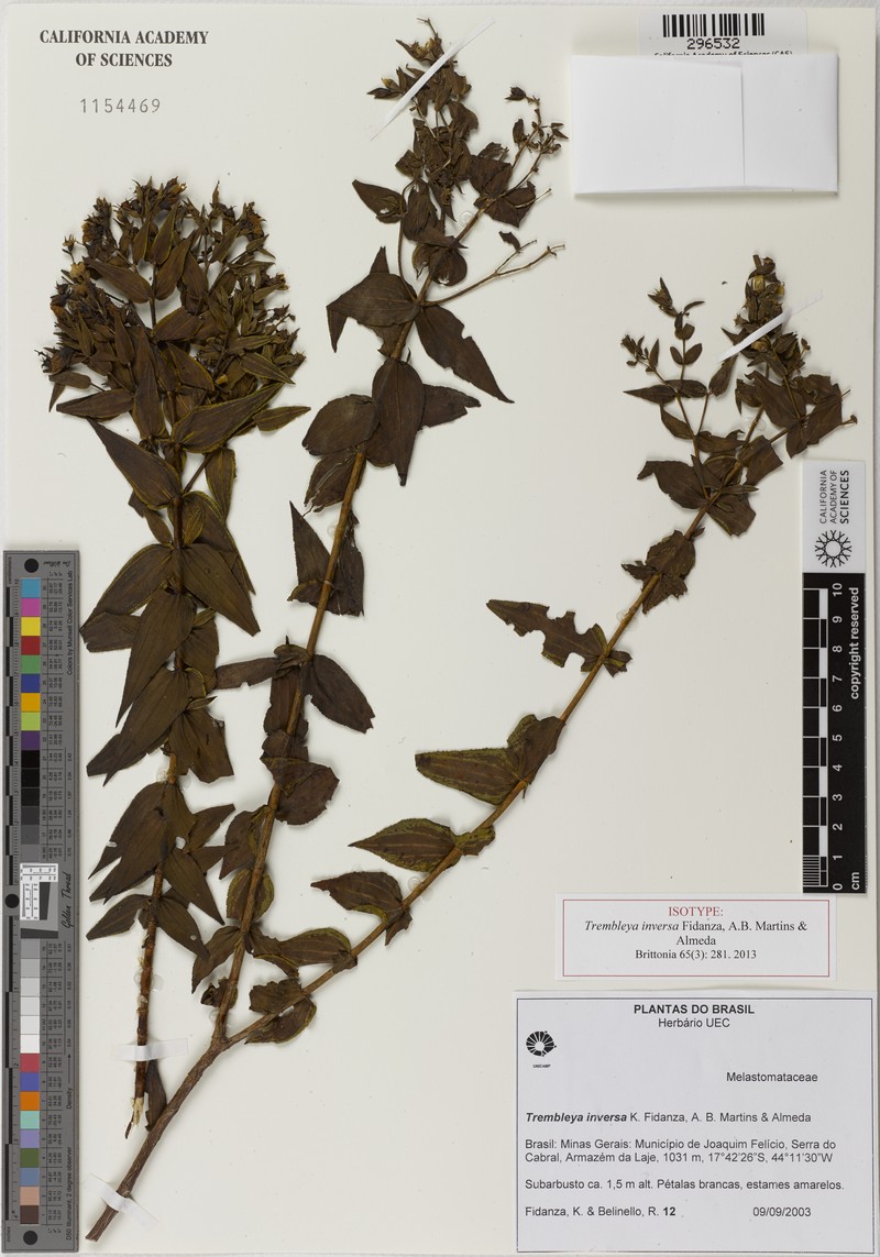 Microlicia inversa photo 3