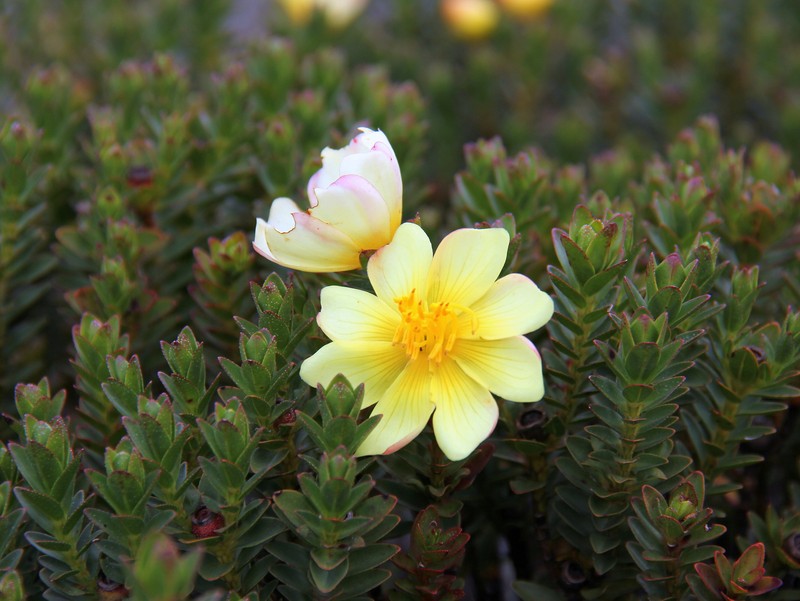 Microlicia itambana